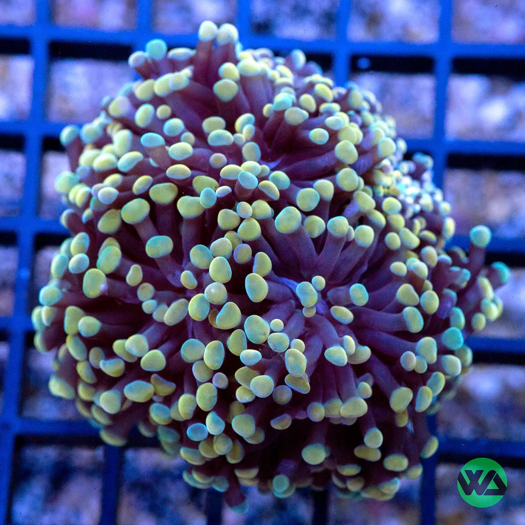 Gold Branching Hammer Coral