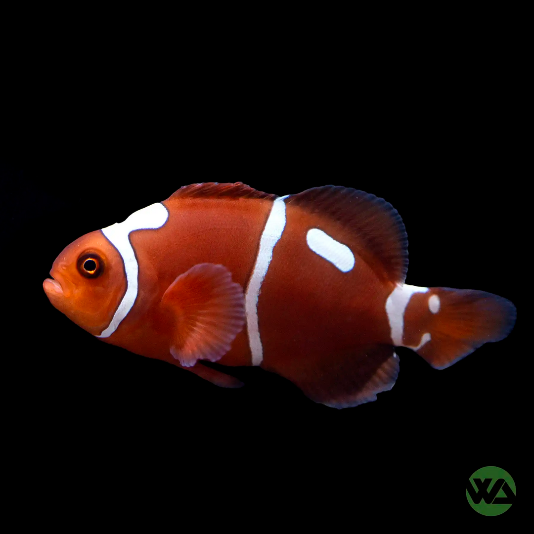 Gold Dot Maroon Clownfish - Premnas Biaculeatus