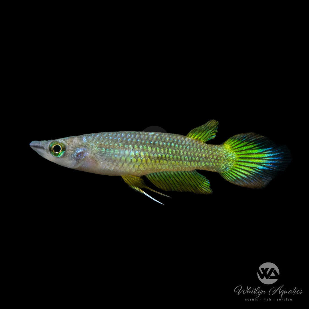 Golden Wonder Killifish - Aplocheilus lineatus