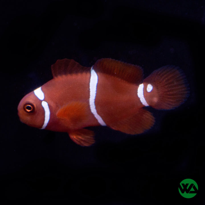 Gold Stripe Maroon Clownfish - Premnas Biaculeatus