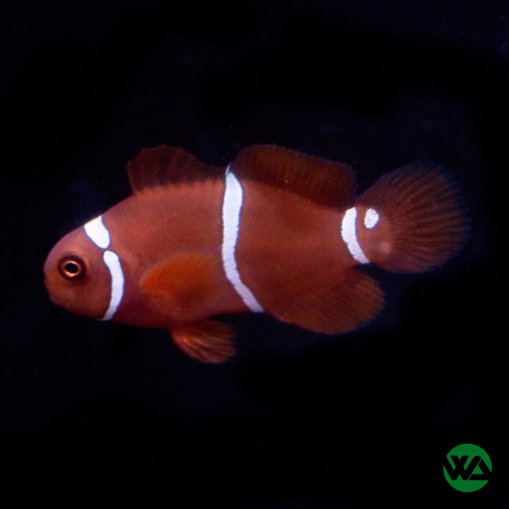 Gold Stripe Maroon Clownfish - Premnas Biaculeatus - Whitlyn Aquatics