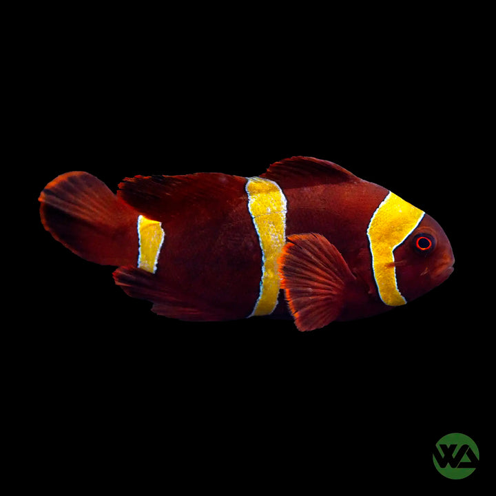 Gold Stripe Maroon Clownfish - Premnas Biaculeatus