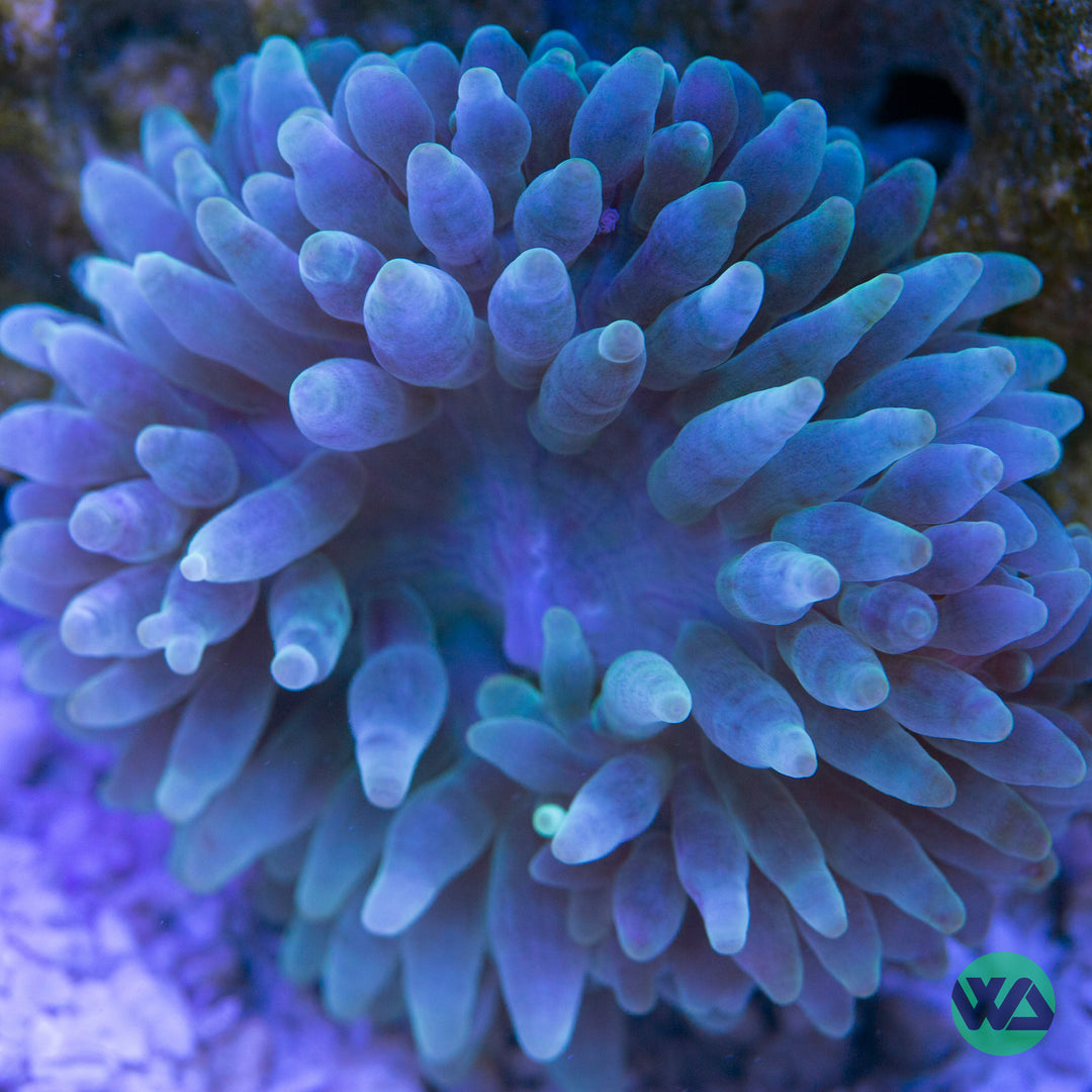 Green Bubble Tip Anemone (Multiple Variations) - Entacmaea quadricolor