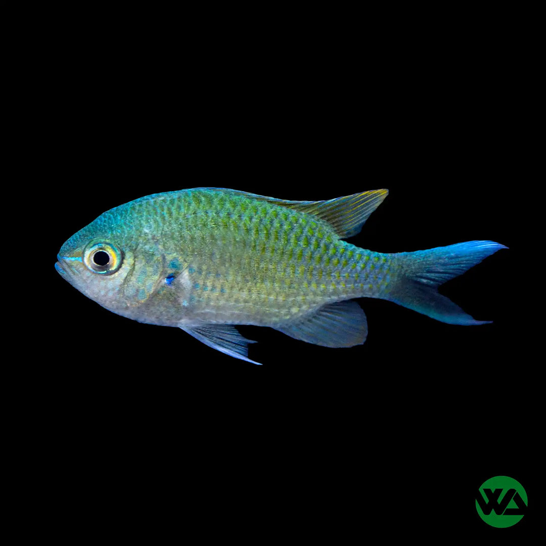 Green Chromis - Chromis viridis