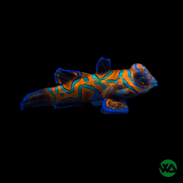 Green Mandarin Dragonet (Captive Bred) - Synchiropus splendidus