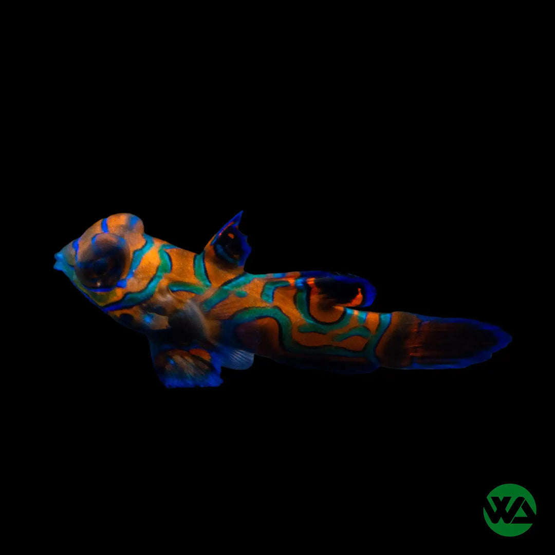 Green Mandarin Dragonet (Captive Bred) - Synchiropus splendidus
