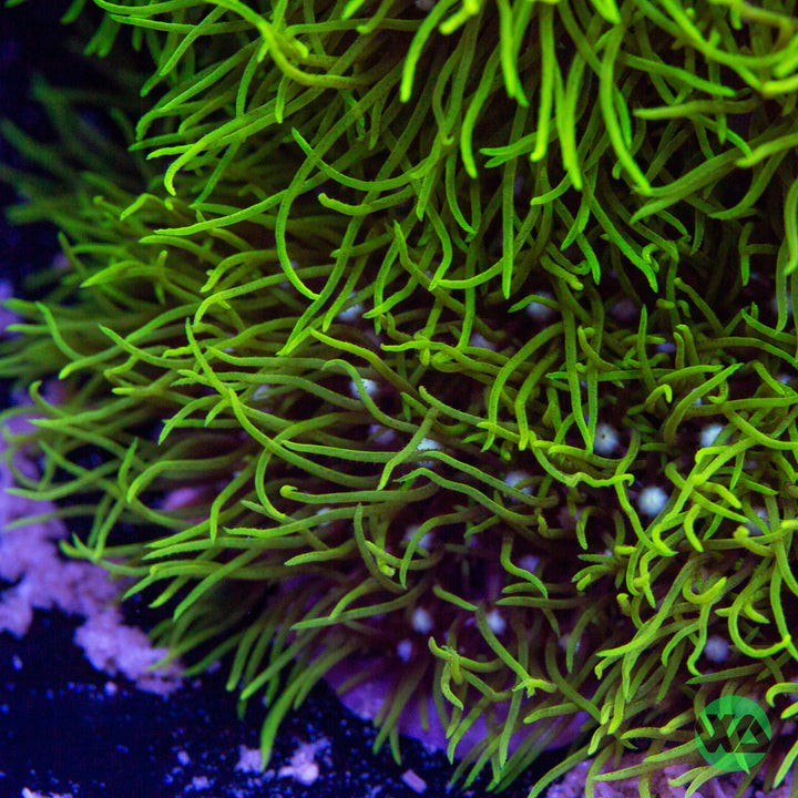 Green Star Polyps