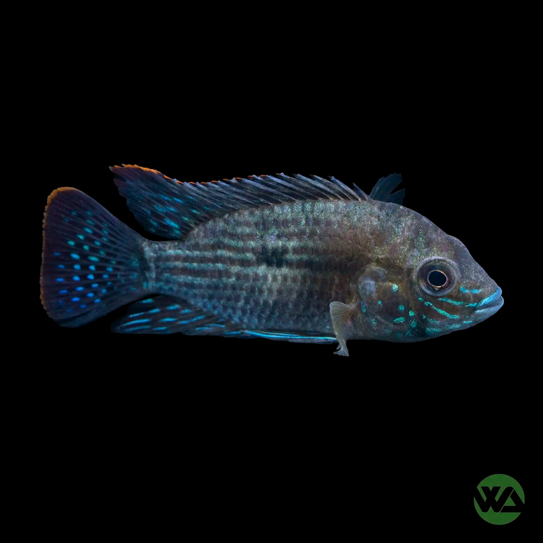 Green Terror Cichlid - Andinoacara rivulatus