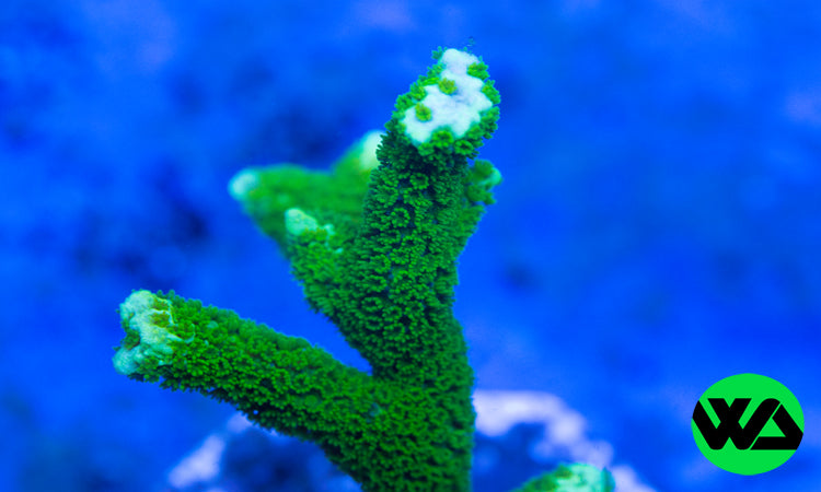 Bright Green Montipora Digitata, SPS - Whitlyn Aquatics - Live Coral