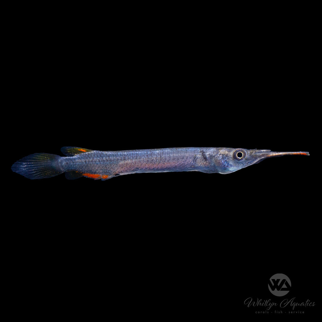 Halfbeak Fish - Dermogenys pusilla