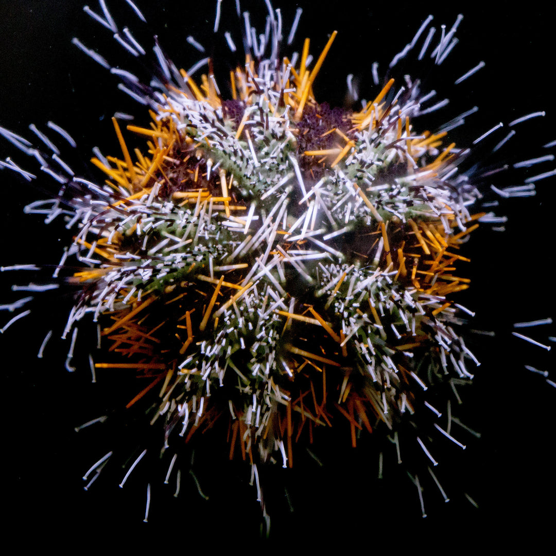 Halloween Pin Cushion Urchin - Tripneustes spp.