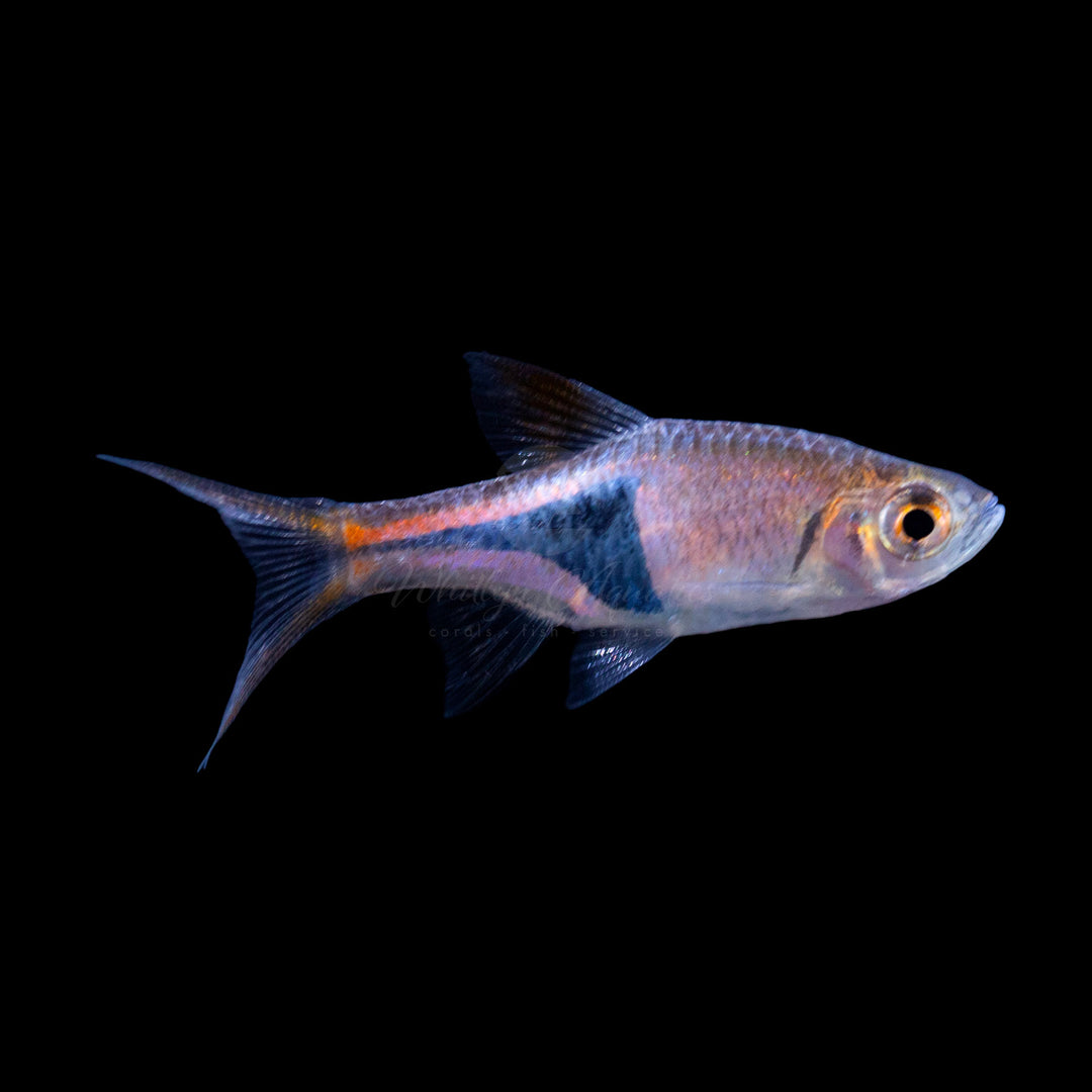 Harlequin Rasbora - Rasbora heteromorpha