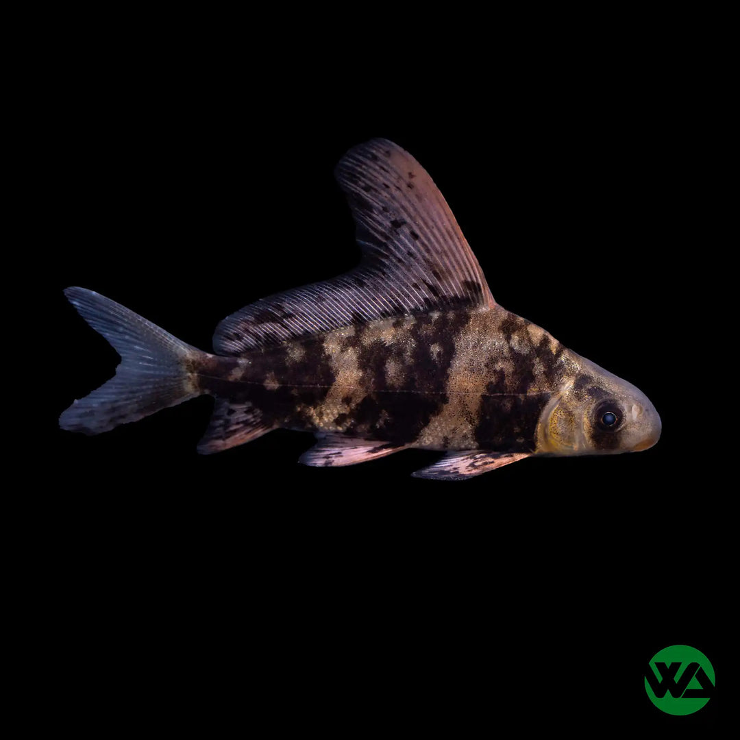 High Fin Loach