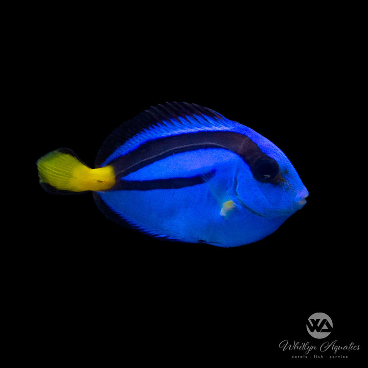 Blue Hippo Tang - Paracanthurus hepatus Small