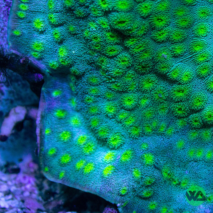 Hollywood Stunner Chalice Coral