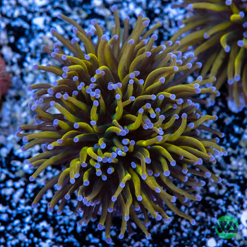 Wannabe Holy Grail Torch - WYSIWYG Frag [ 1 Head ] main image 1