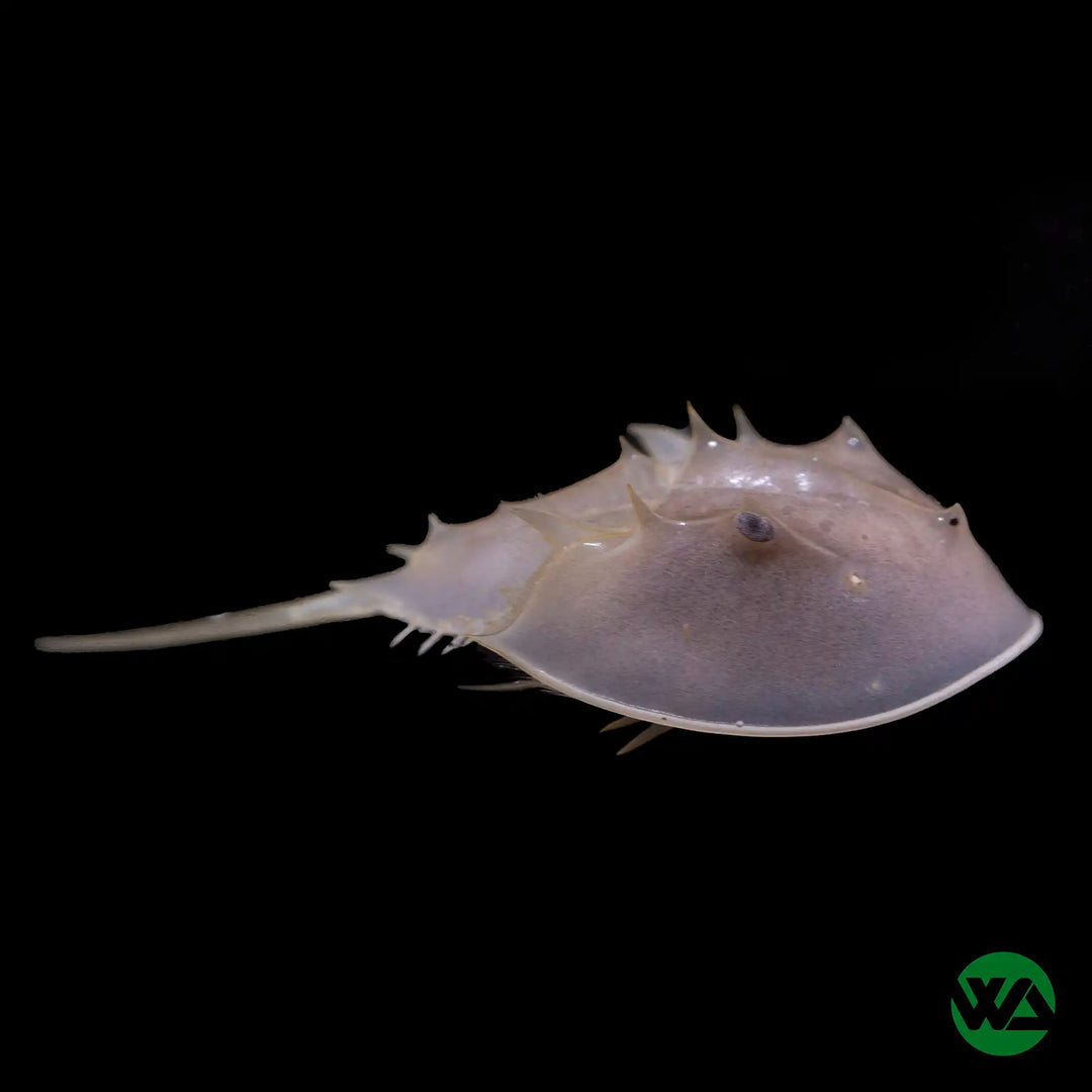 Horseshoe Crab