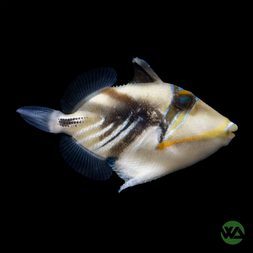 Humu Humu Triggerfish - Rhinecanthus aculeatus