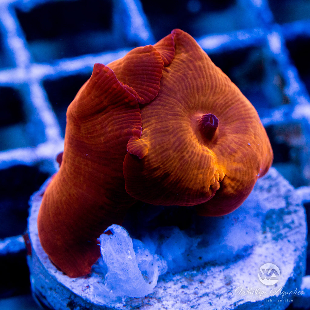 Ironman Mushroom – Whitlyn Aquatics