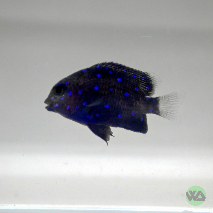 Jewel Damsel - Microspathodon chrysurus