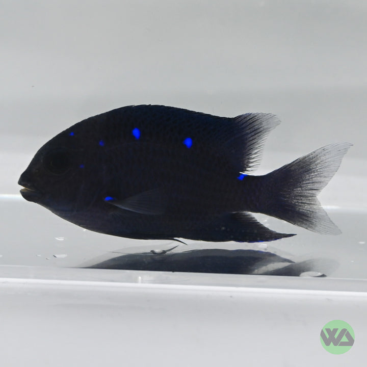 Jewel Damsel - Microspathodon chrysurus