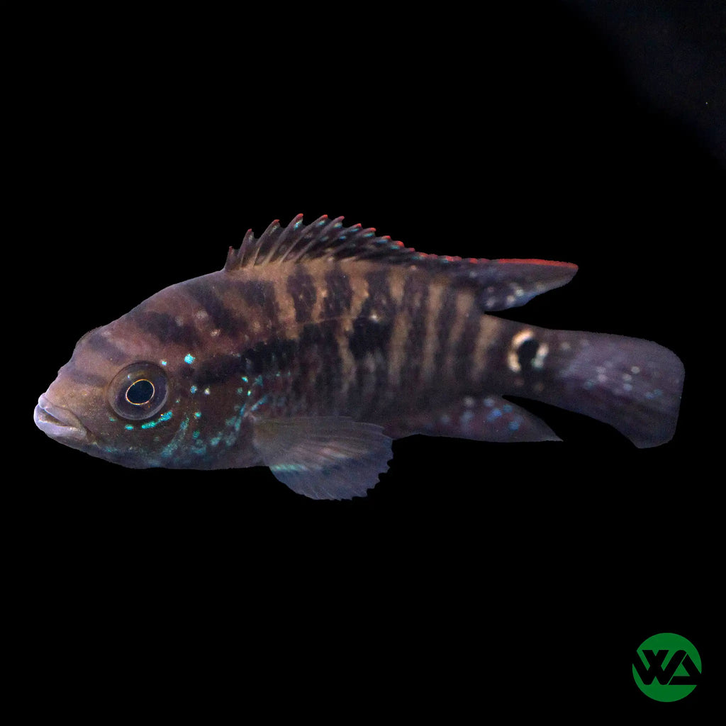 Jack Dempsey - Cichlasoma octofasciatum – Whitlyn Aquatics