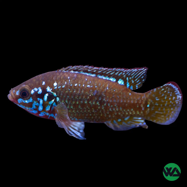 Jewel Cichlid