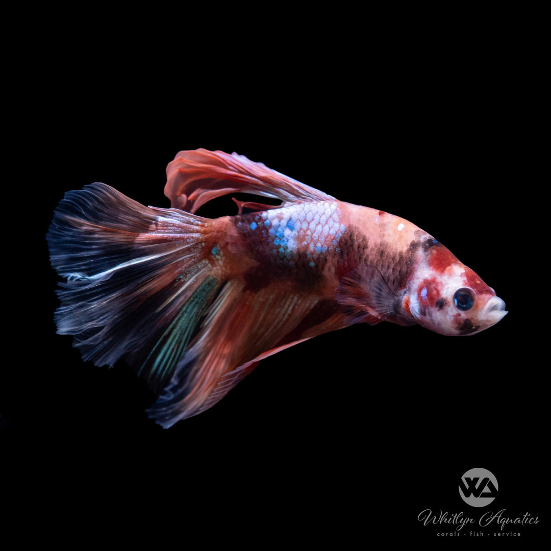 Assorted Koi Betta - Male