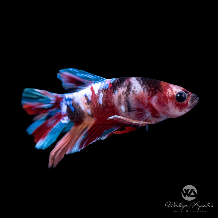 Assorted Koi Betta - Male