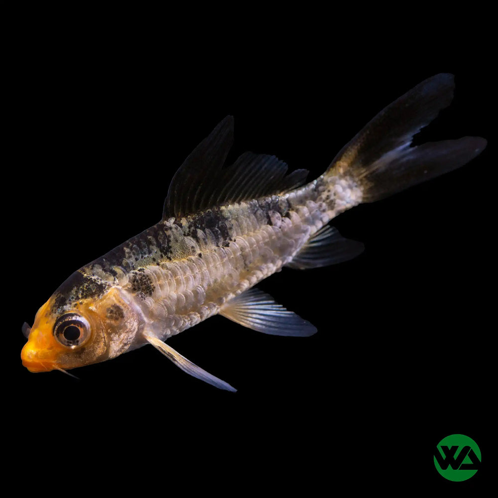 Juvenile Koi