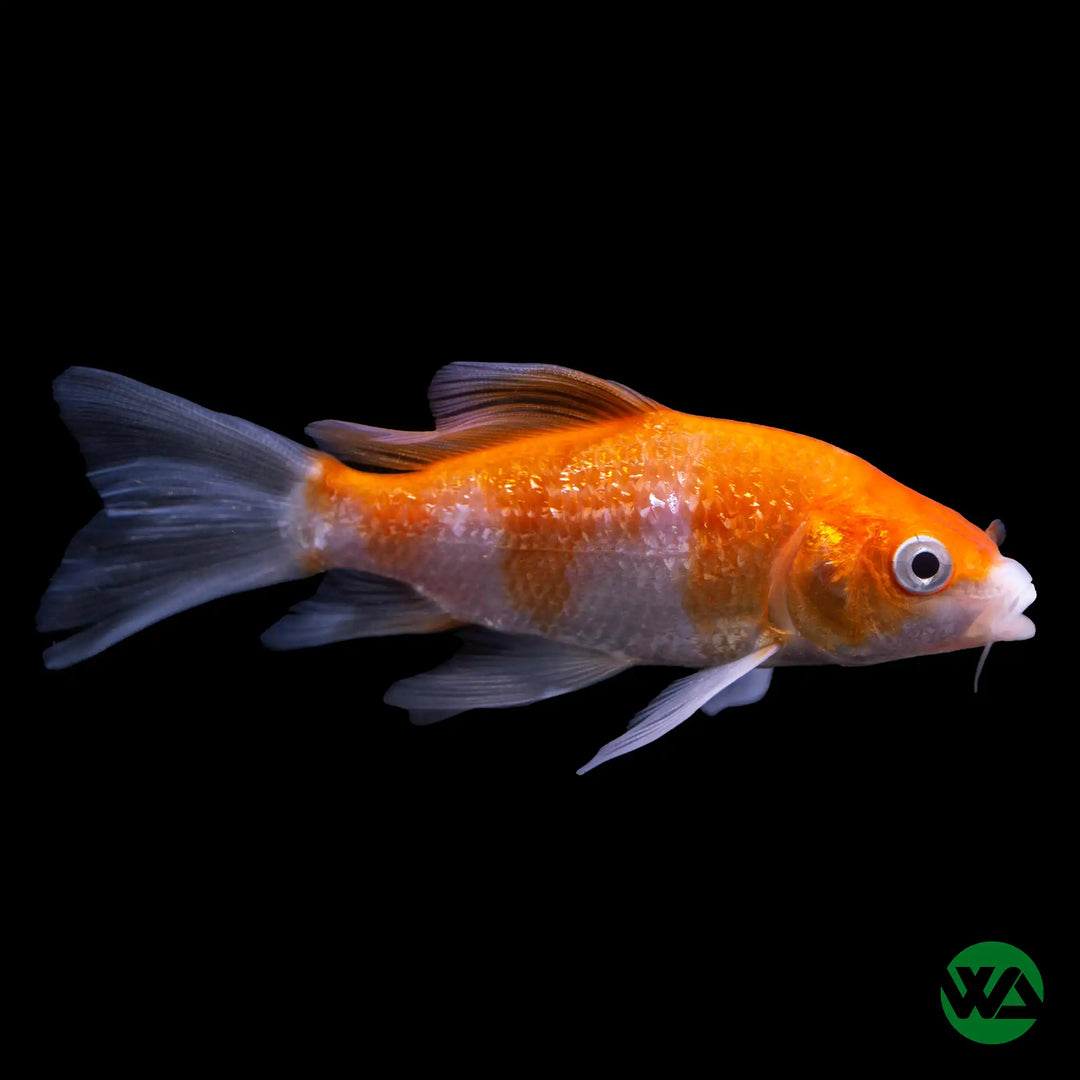 Juvenile Koi