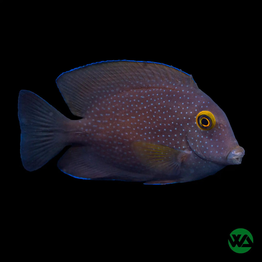 Kole Yellow Eye Tang - Ctenochaetus strigosus