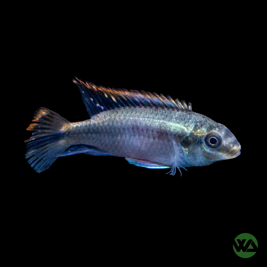 Kribensis Cichlid - Pelvicachromis pulcher