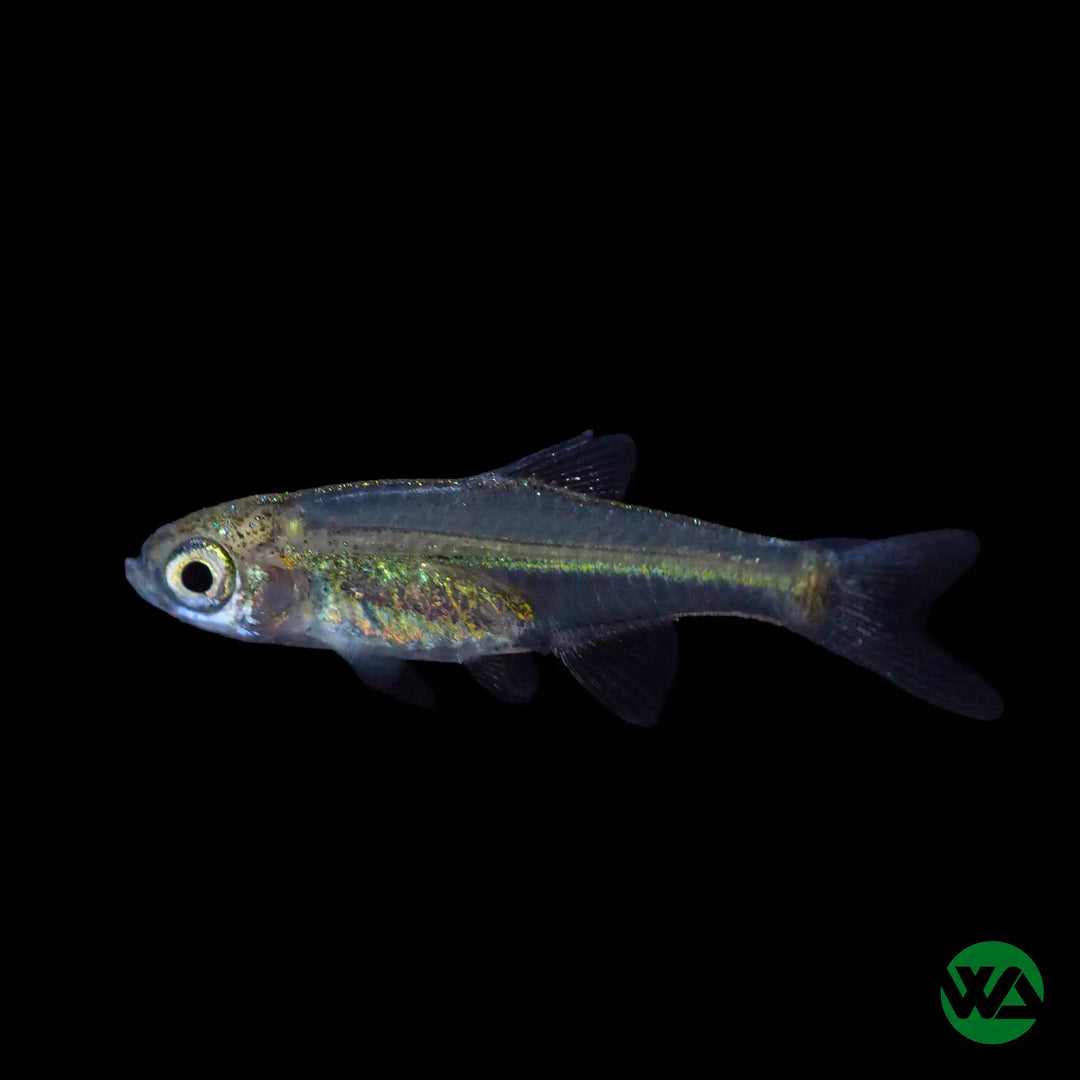 Microdevario Micro Fish – Whitlyn Aquatics