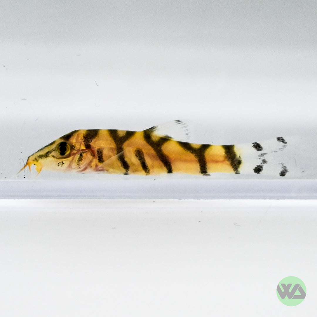 Lohachata Botia Loach