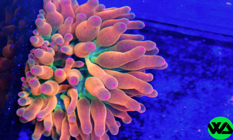 WA Rainbow LSD Anemone ULTRA RARE WA, Anemone - Whitlyn Aquatics - Live Coral