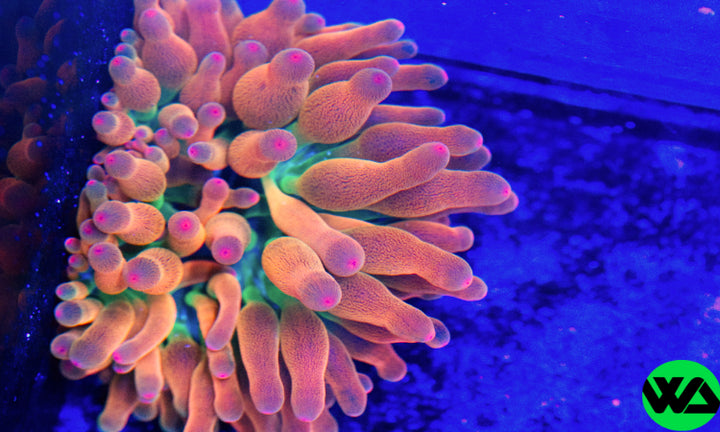 WA Rainbow LSD Anemone ULTRA RARE WA, Anemone - Whitlyn Aquatics - Live Coral