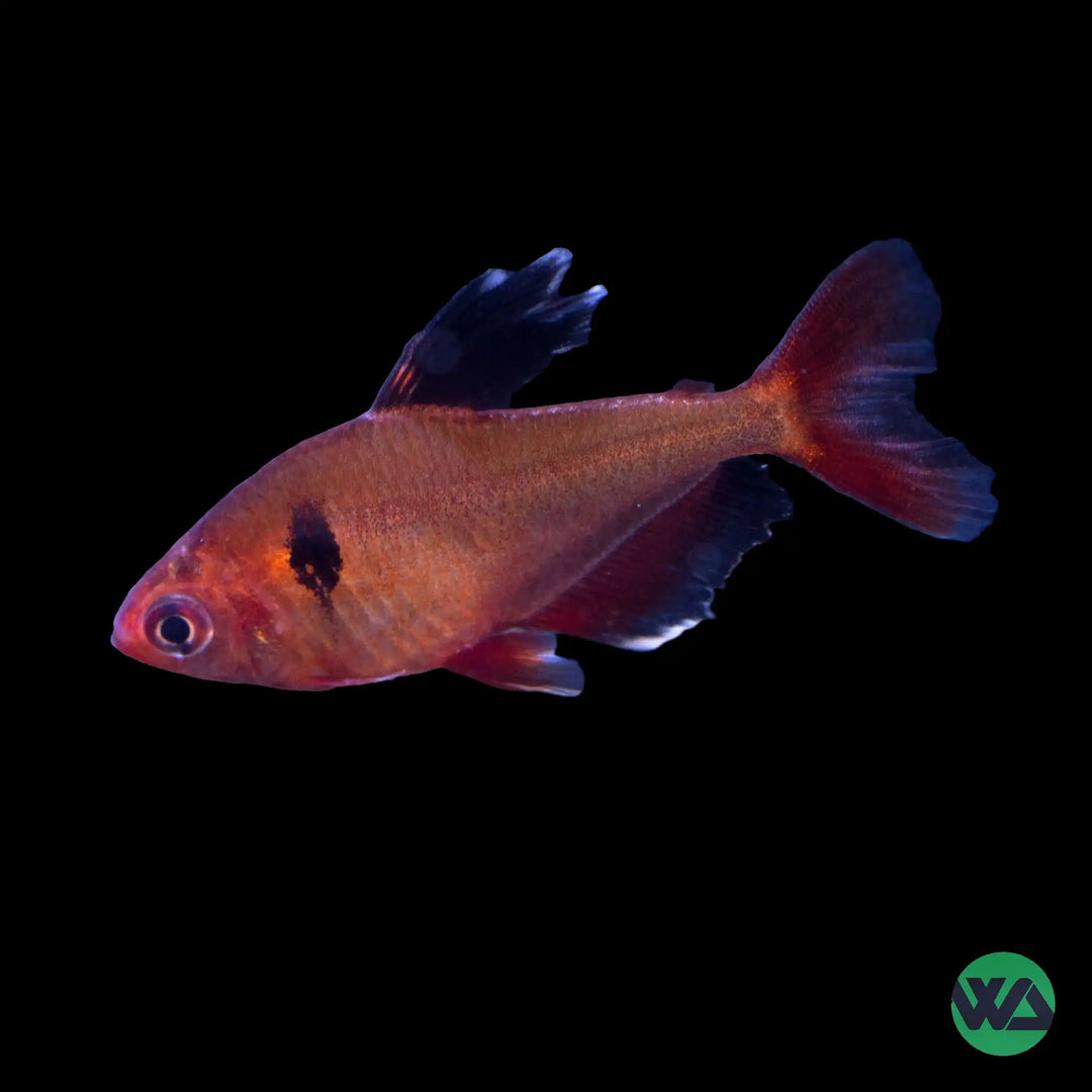 Longfin Serpae Tetra