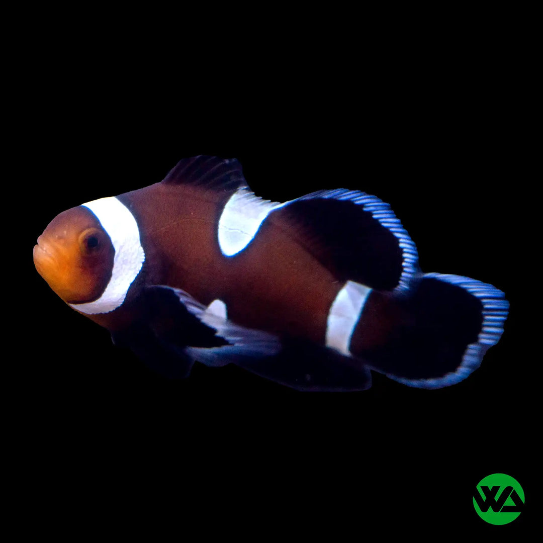 Black Ocellaris Misbar Longfin - Amphiprion Ocellaris