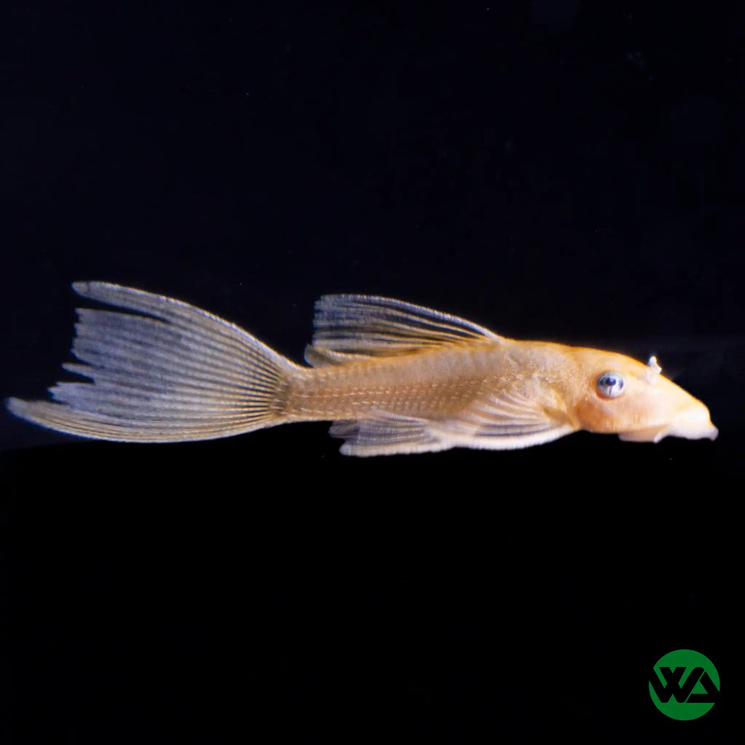 Longfin Blue Eye Lemon Bristlenose Pleco - L144A