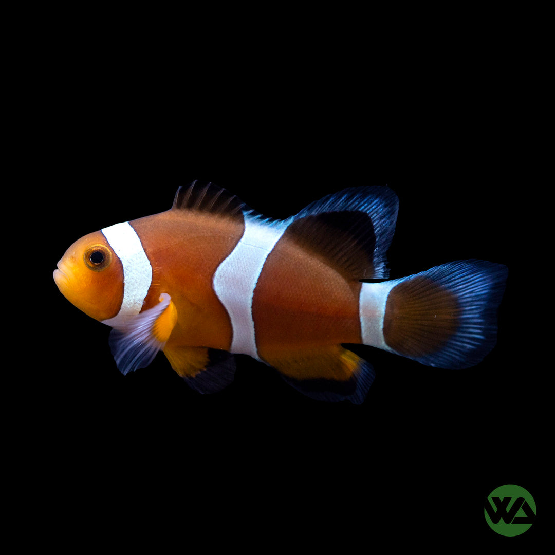 Longfin Mocha Clownfish - Amphiprion Ocellaris