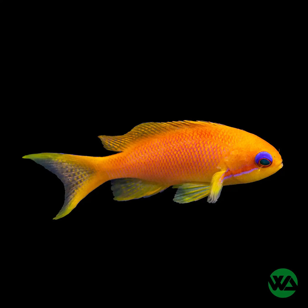 Lyretail Anthias Female -  Pseudanthias squamipinnis