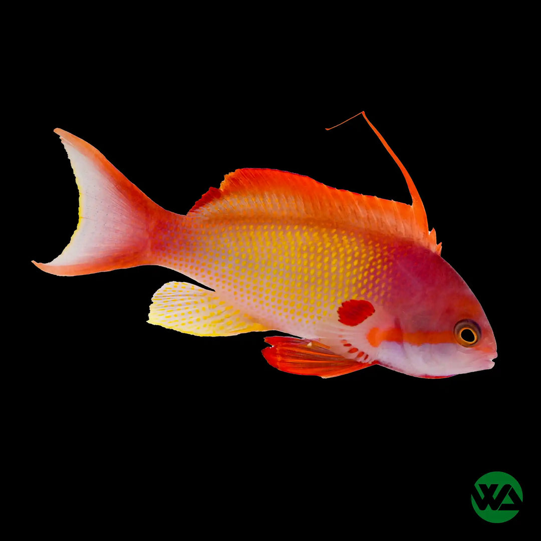 Lyretail Anthias Male -  Pseudanthias squamipinnis