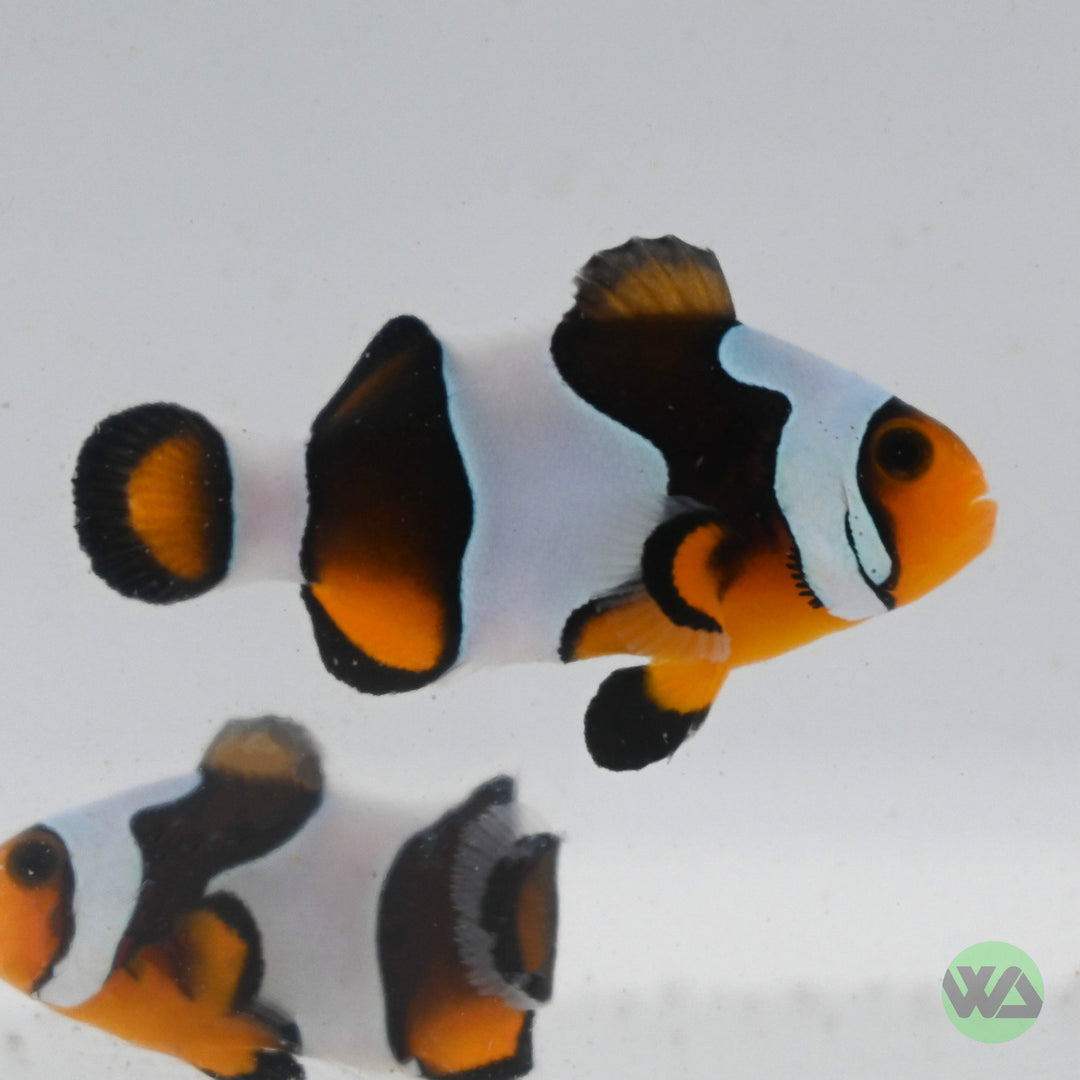 MochaVinci Clownfish (Grade B) - Amphiprion Ocellaris
