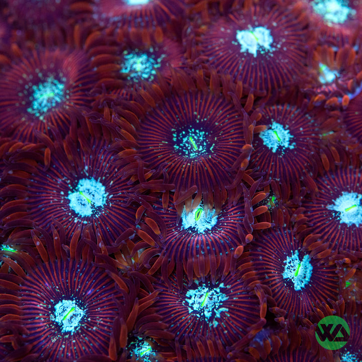 Magician Zoas