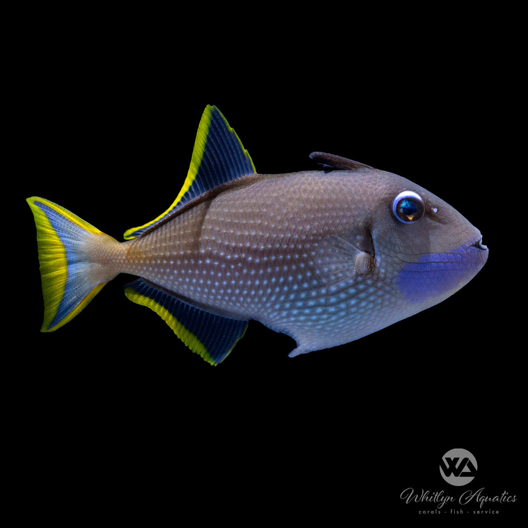 Blue Throat Faced Triggerfish Male - (Blue Jaw Triggerfish) - Xanthichthys auromarginatus