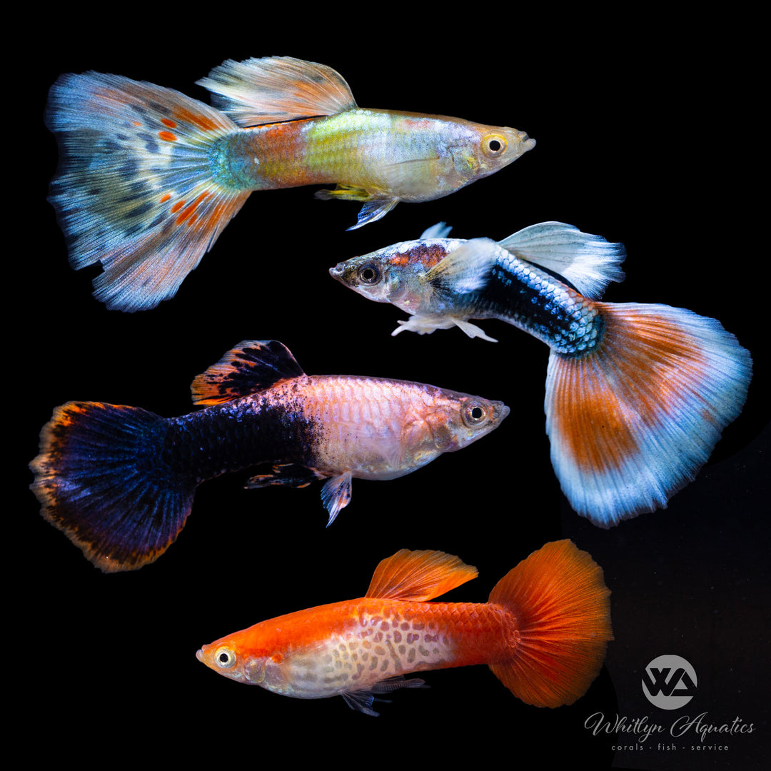 Assorted Male Guppies