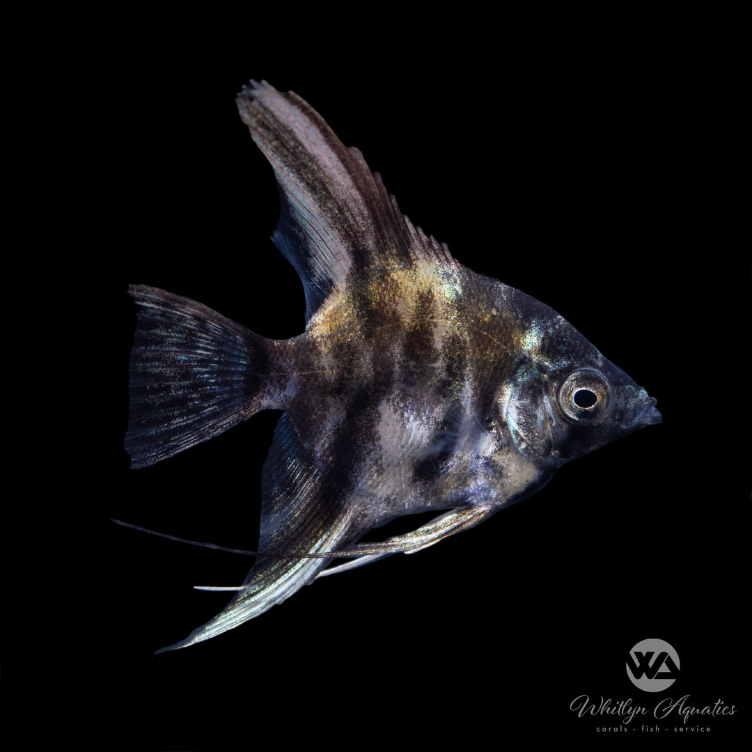 Marble Blue Angel - Pterophyllum scalare