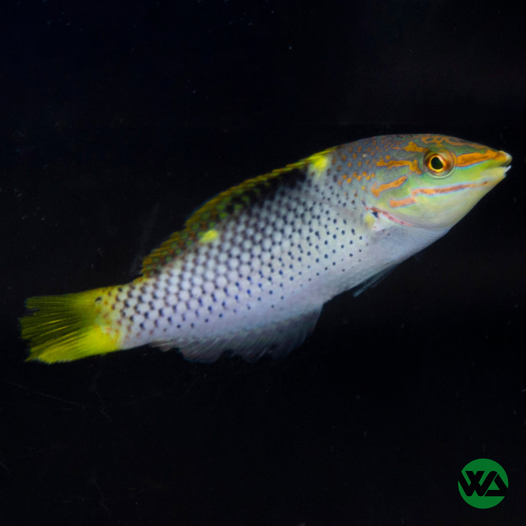 Marble Wrasse - Halichoeres hortulanus