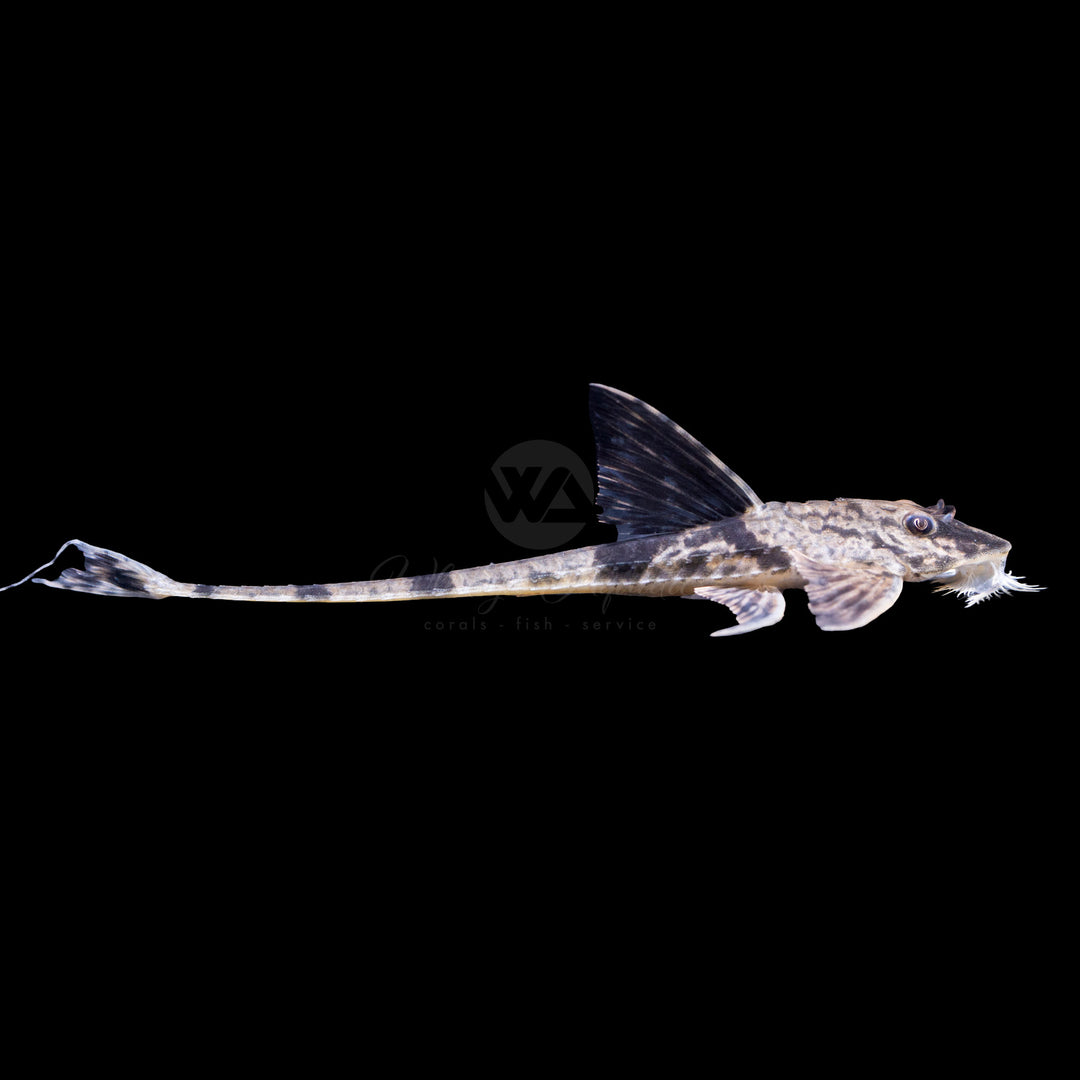 Marbled Whiptail - Loricaria simillima